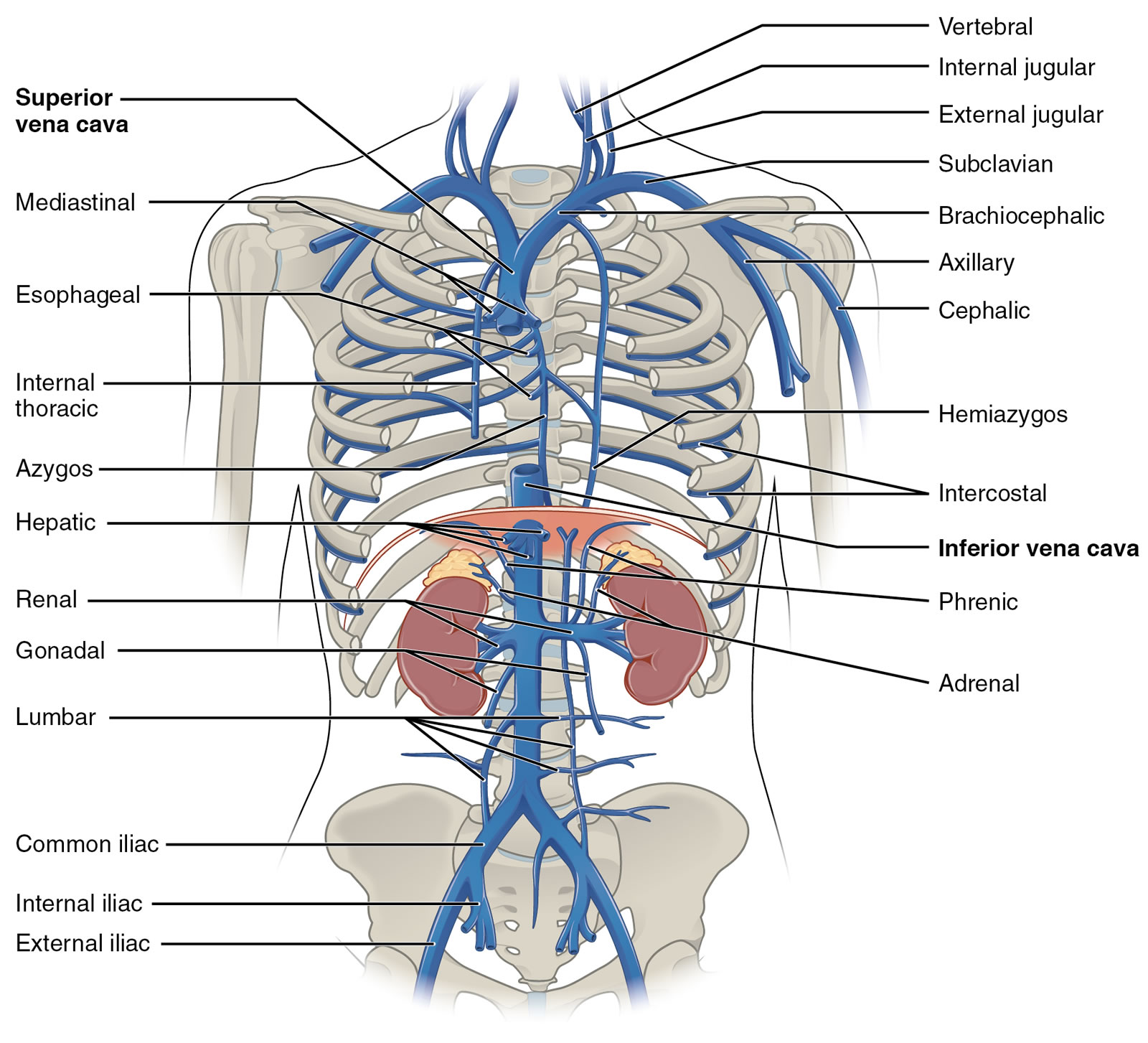 Breathlessness in third trimester